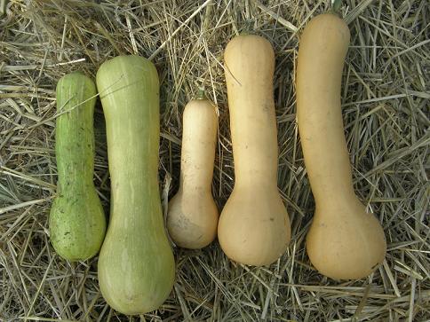 Druhy Tykvi (Cucurbita pepo, Cucurbita maxima, Cucurbita moschata, jako jsou, které liší) Druhy Tykvi